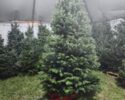 Evergreen Express Christmas Tree Sale