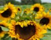 Close-up of a sunflower head with bright yellow petals and a dark center, green sepals at the top, field of sunflowers blurred in the background