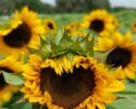 Sunflower Fun At Sweetfields Farm