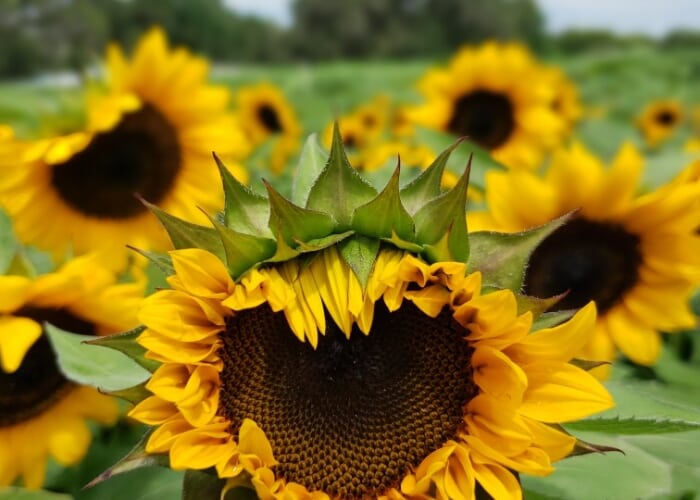 Close-up of a sunflower head with bright yellow petals and a dark center, green sepals at the top, field of sunflowers blurred in the background